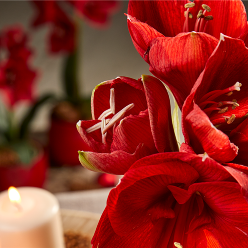 AMARYLLIS AMARYLLIS