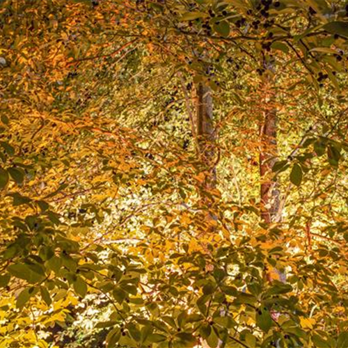 LICHTQUELLEN MACHEN DEN GARTEN SCHöNER! LICHTQUELLEN MACHEN DEN GARTEN SCHöNER!