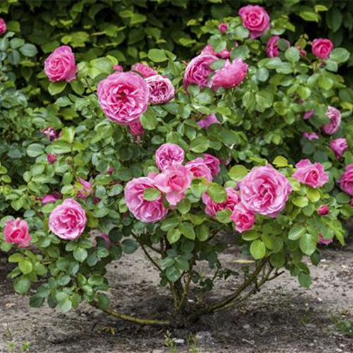 DER OKTOBER - PFLANZZEIT FÜR ROSEN DER OKTOBER - PFLANZZEIT FÜR ROSEN