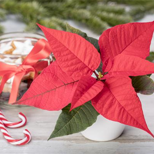 ZIMMERPFLANZEN ZU WEIHNACHTEN ZIMMERPFLANZEN ZU WEIHNACHTEN