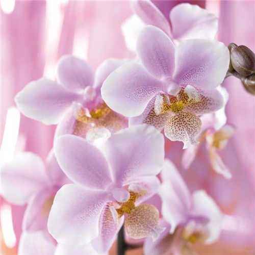 DIE TOP 8 DER WINTERBLUMEN DIE TOP 8 DER WINTERBLUMEN
