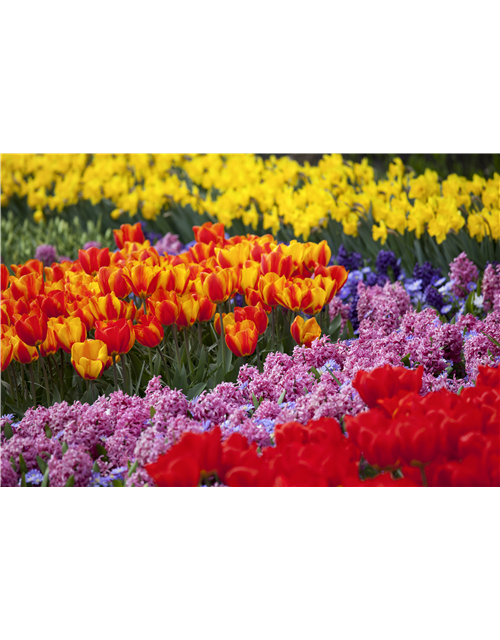 Frühjahrsblumen und ihre Pflege