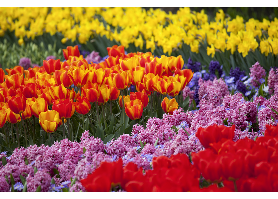 Frühjahrsblumen und ihre Pflege