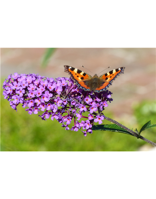 Insektenfreundlicher Garten – Bienen, Schmetterlinge und Co.