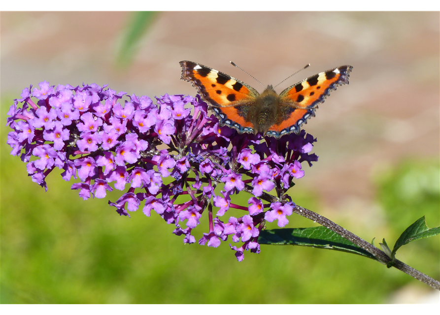 Insektenfreundlicher Garten – Bienen, Schmetterlinge und Co.