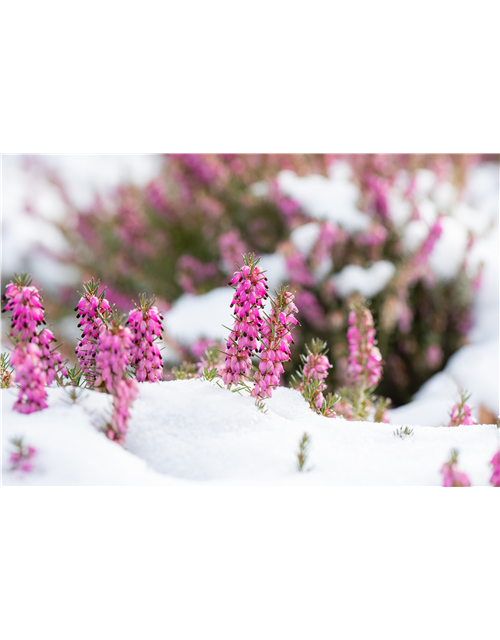 Winterpflege für den Garten