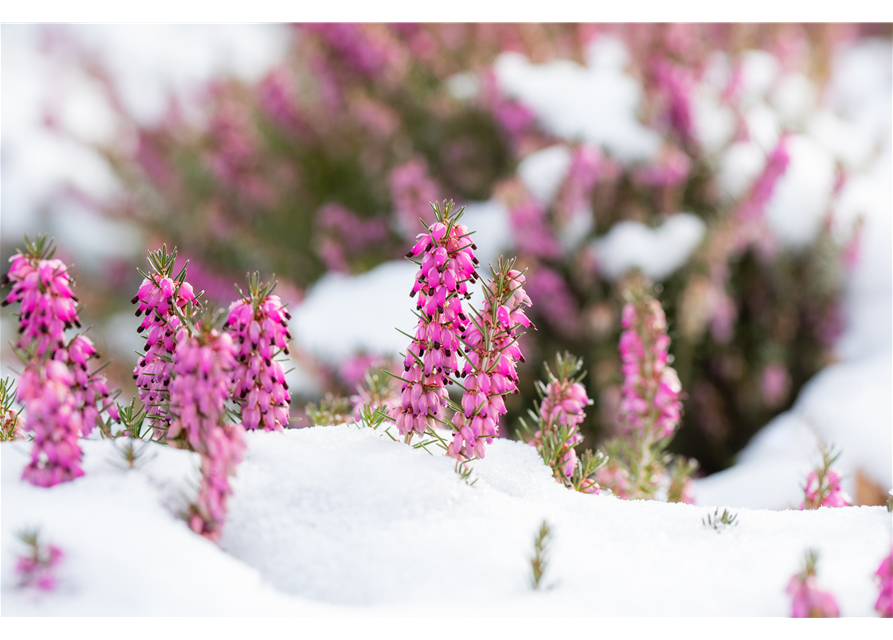 Winterpflege für den Garten