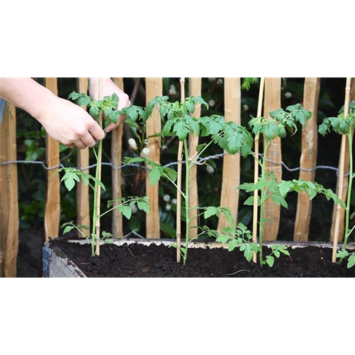 Cherrytomaten - Einpflanzen im Hochbeet