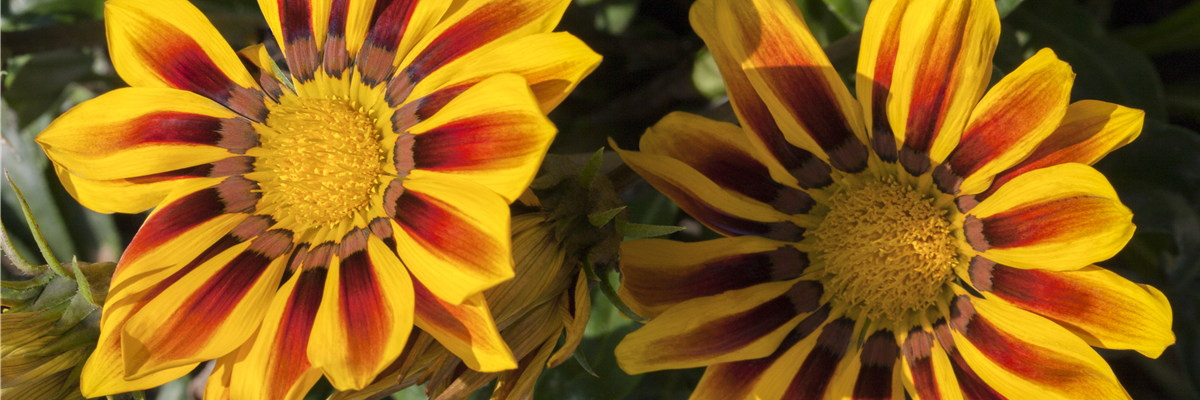 Gazania rigens 'Daybreak Red Stripe F1'