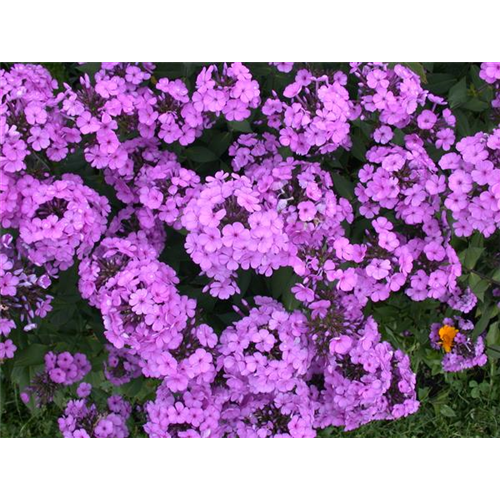 PHLOX