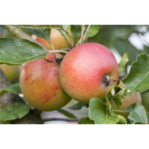 WIE GEHT... OBSTGEHöLZE PFLANZEN?