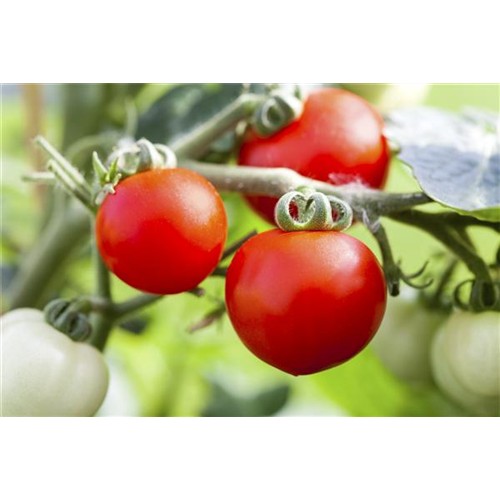 ROTES GEMüSE IST BESONDERS GESUND!