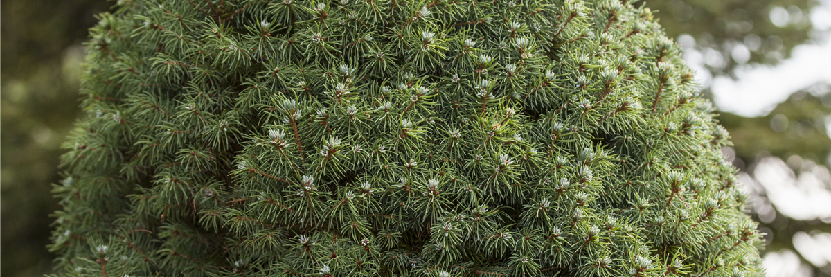 Picea glauca