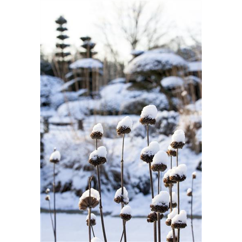 WEIHNACHTLICHE STIMMUNG IM GARTEN