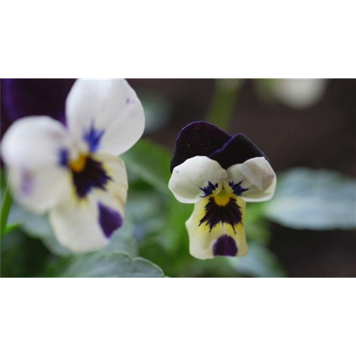 Hornveilchen - Einpflanzen im Garten