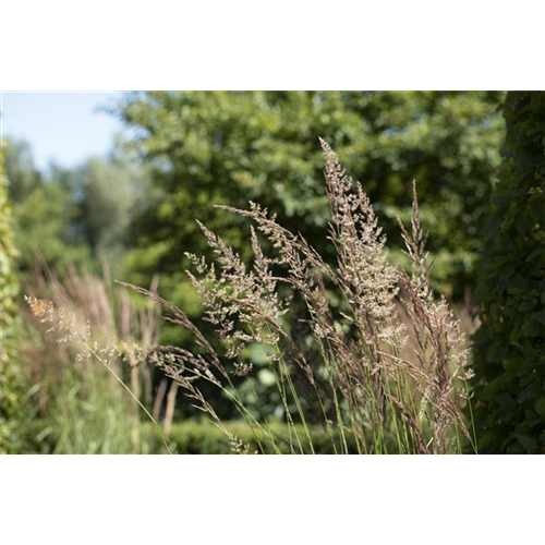 WIE GRäSER DEN GARTEN AUFWERTEN