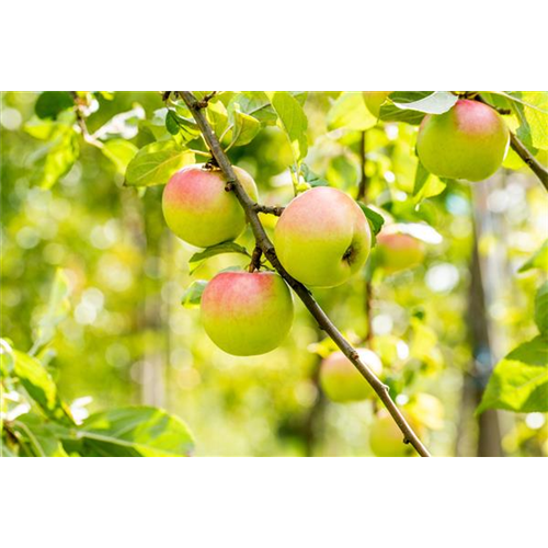 STREUOBSTWIESE - GESUNDHEIT ZUM SELBERPFLüCKEN