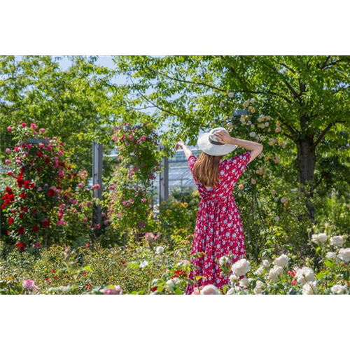 DER ROSENGARTEN - SCHLICHTE ELEGANZ UND TOLLE DüFTE