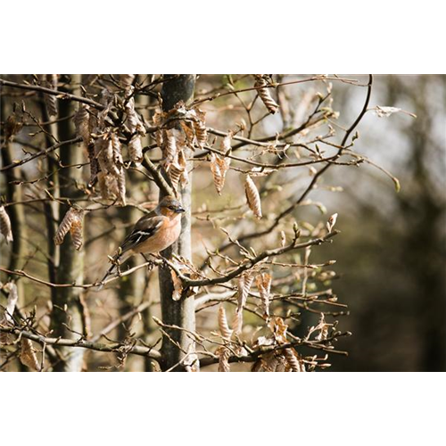 TIPPS ZUR WINTERVOGELFüTTERUNG