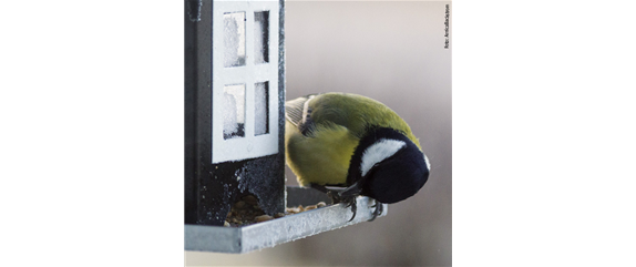 TIPPS ZUR WINTERVOGELFüTTERUNG