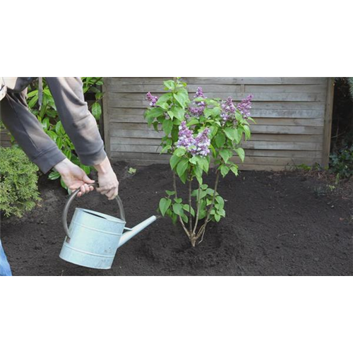 Flieder - Einpflanzen im Garten