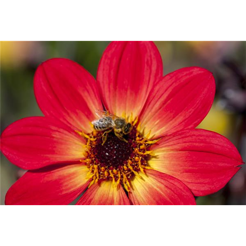 DAHLIEN - BLüHWUNDER IM HOCHSOMMER