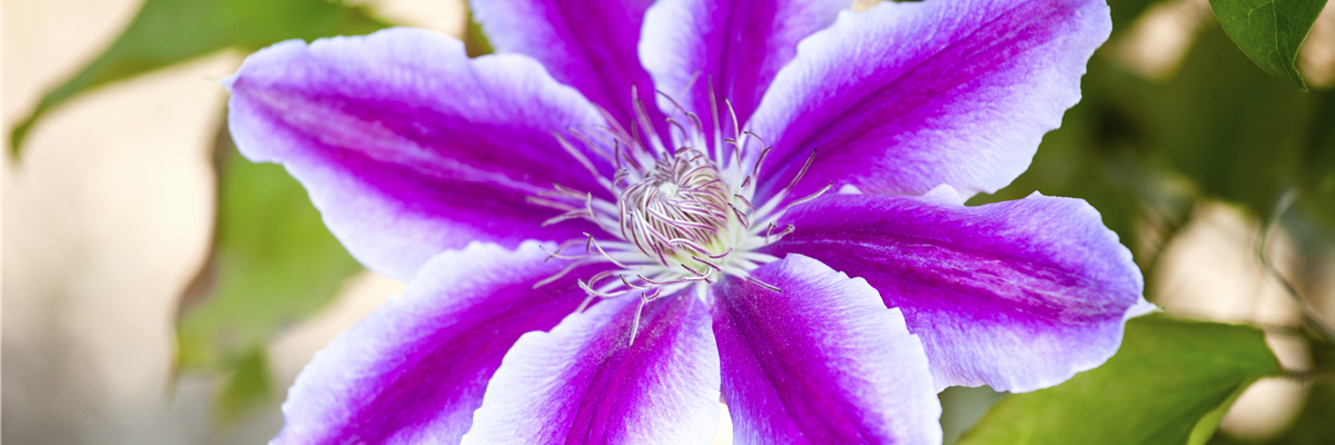 Clematis