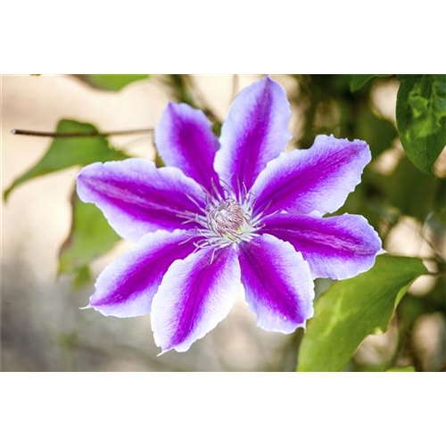 CLEMATIS!