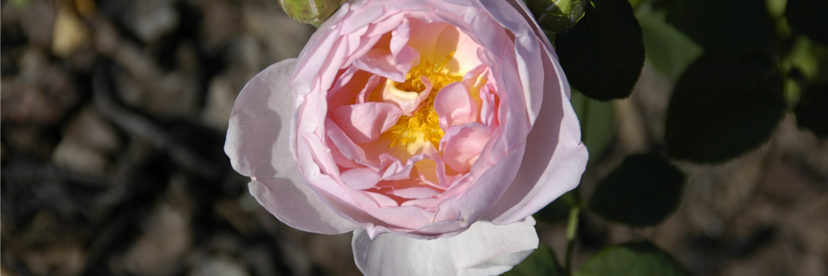 Strauchrose, rosa