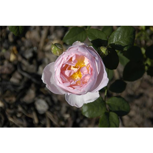 WIE GEHT... ROSEN üBERWINTERN?