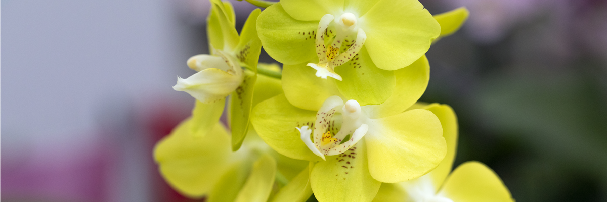 Phalaenopsis 'Sogo Moimi'