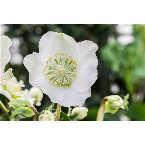 ZAUBERHAFTE CHRISTROSEN