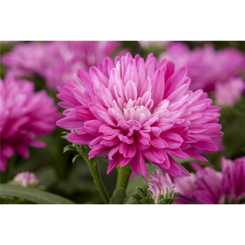 ASTERN - DIE STARS IM GARTEN