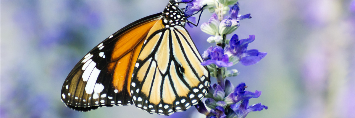 Info-Broschüre-Insekt-Schmetterling