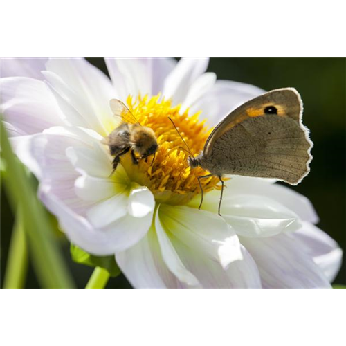 BIENEN UND SCHMETTERLINGE IM GARTEN!