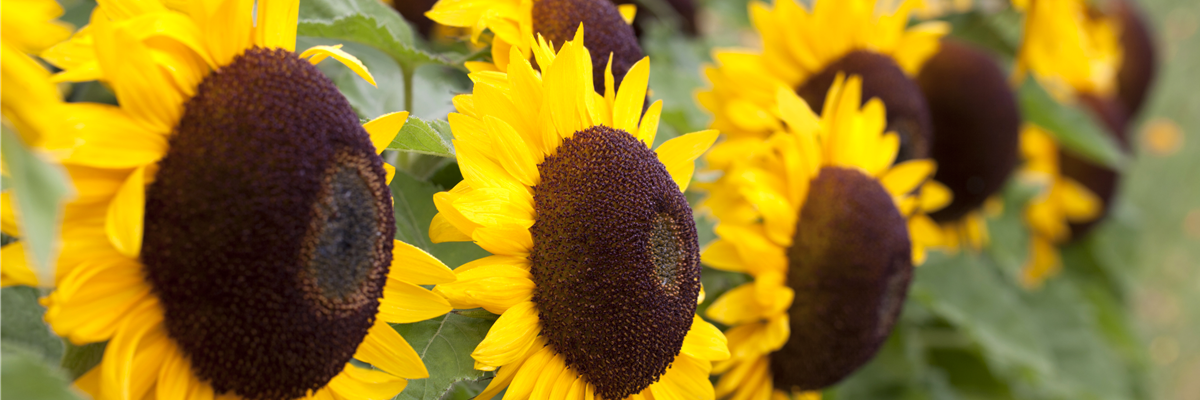 Helianthus annuus 'Big Smile'