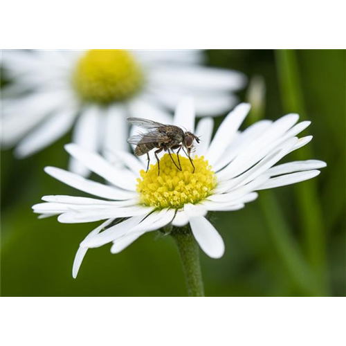 BIOLOGISCHER PFLANZENSCHUTZ IM GARTEN