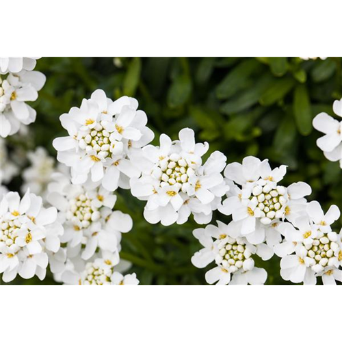 DIE IMMERGRüNE SCHLEIFENBLUME 