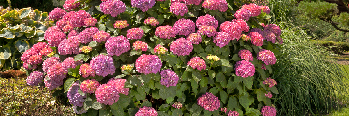 Hydrangea macrophylla