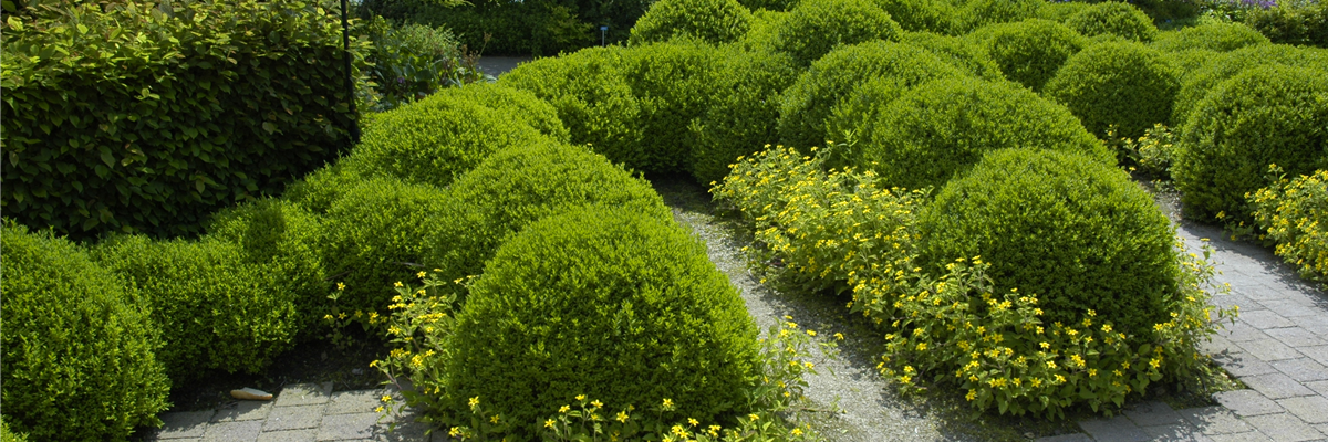 Buchskugel-Garten