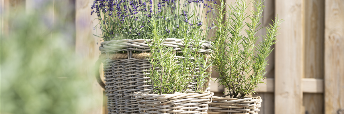 Rosamrinus officinalis, Lavandula angustifolia