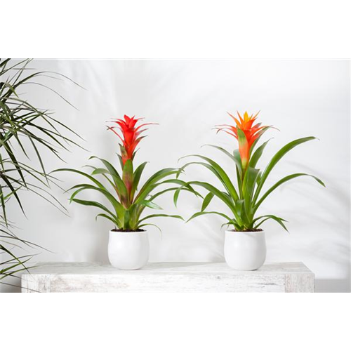 TROPENZAUBER BROMELIEN