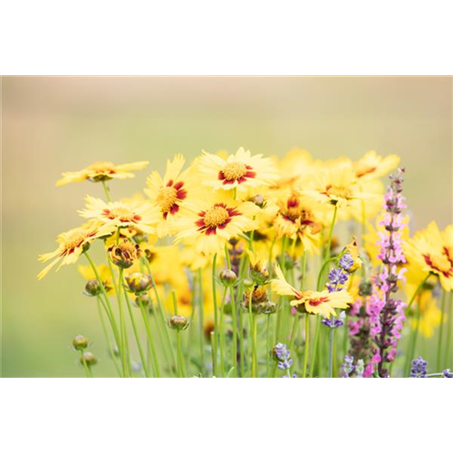 GARTEN-FEELING FüR DEN BALKON