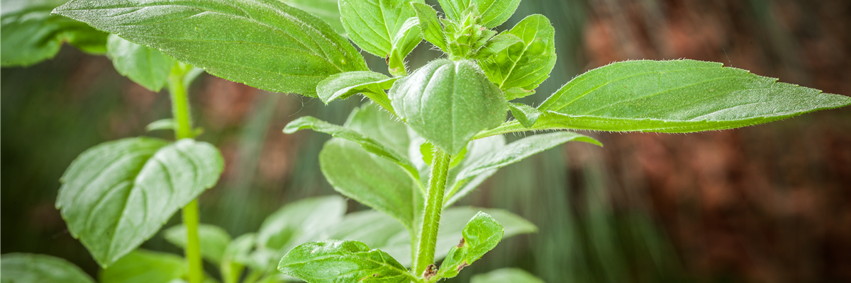 Ocimum basilicum 'Magic White'