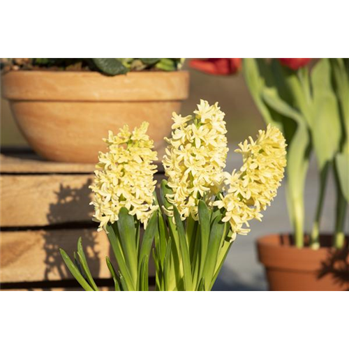 DEN FRüHLING üBERLISTEN