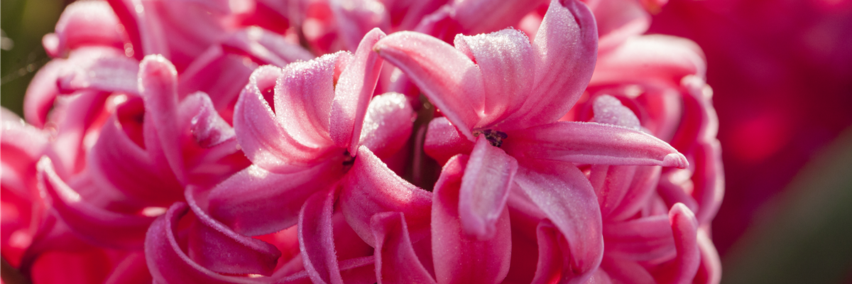 Hyacinthus orientalis 'Jan Bos'