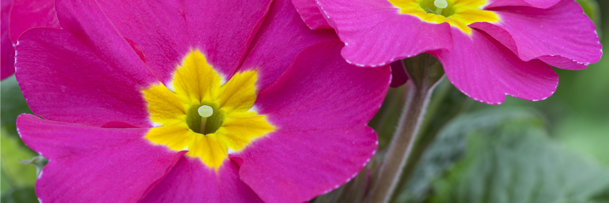 Primula vulgaris