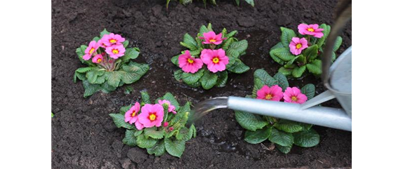 PRIMELN - EINPFLANZEN IM GARTEN