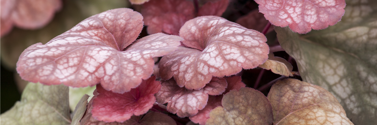 Heuchera 'Amber Lady'