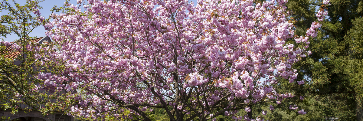 Prunus sargentii